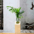 Plant Terrarium With Wooden Stand Rack Glass Test Tube Vase Holder Test Tube Vintage Wood Frame Hydroponic Plants Glass Pot Glass Vase. 