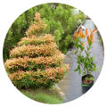 Natural kristina plant sapling cloud natural plant good quality. 