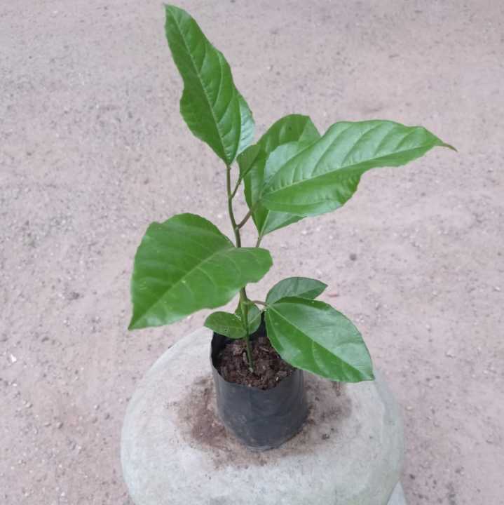 Passion fruit plant, passion pala