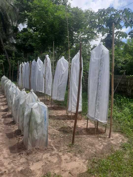 Banana%20Fruit%20Bunch%20Cover%20Vegetable%20Plant%20Cover%20Anti%20Insert%20Fabric%20Protection%20Home%20Gardening%20Agriculture%20-%20Image%204