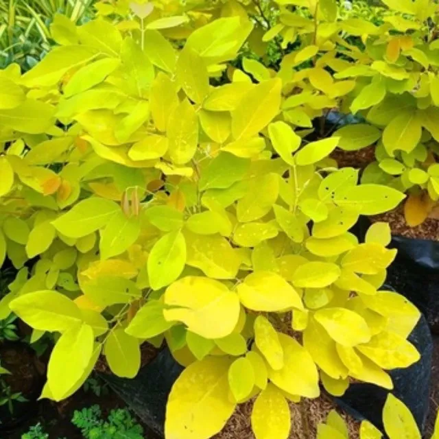 Golden%20Legium%20Plant%20-%20Image%204