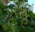Avari Beans Local අවරි මෑ බීජ 2g Home Gardening Agriculture. 