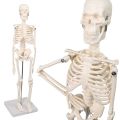 Mini Human Skeleton Model. 