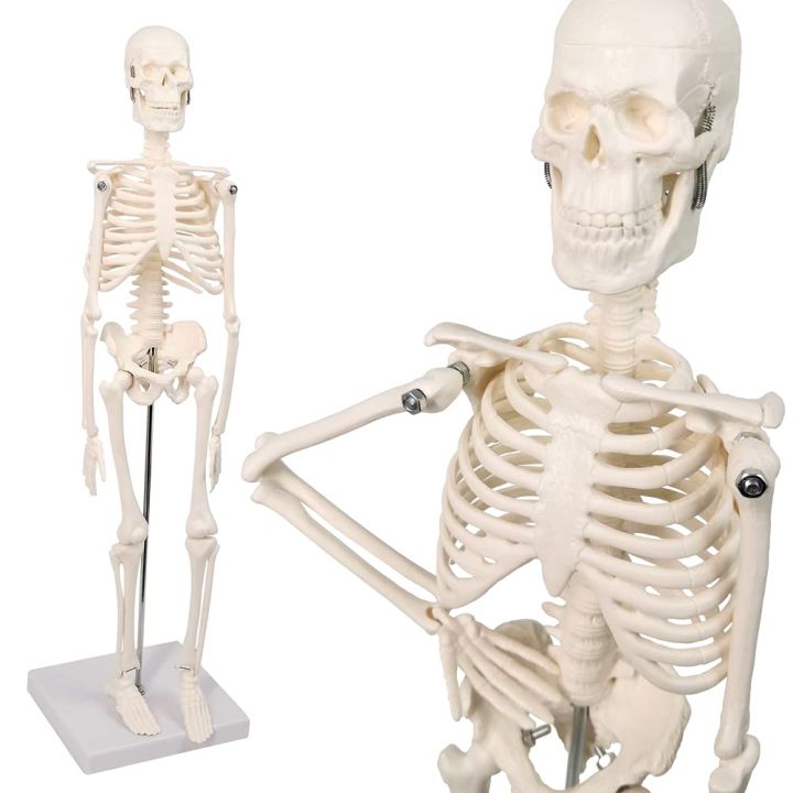 Mini%20Human%20Skeleton%20Model%20-%20Image%202
