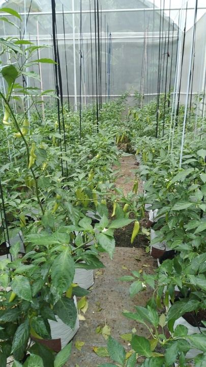 Capsicum%20MURIA%20358%20F1%20Seeds,%20Malu%20Miris%2025%20Seeds%20Home%20Gardening%20Agriculture%20-%20Image%207