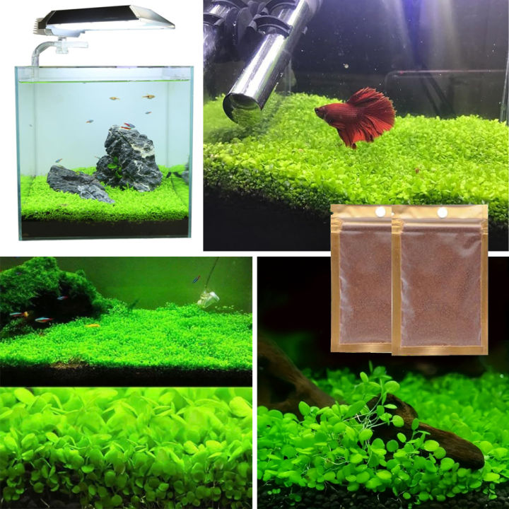 10%20Grams%20of%20Aquarium%20Plant%20Seeds%20Soil%20Water%20Aquatic%20Plant%20Love%20Grass%20Substrate%20Soil%20Decor%20Fish%20Tank%20grass%20seeds%20%20Aquarium%20Plants%20Aqua%20Soil%20Aquatic%20Plant%20Seeds%20Water%20Grass%20Seeds%20for%20Aquarium%20Landscaping%20Decoration%20-%20Image%206
