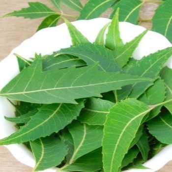 NEEM%20TREE%20%E2%80%93%20LESS%20THAN%20ONE%20FOOT%20%5B%20%E0%B6%9A%E0%B7%9C%E0%B7%84%E0%B7%9C%E0%B6%B9%20/%20KOHOMBA%20%5D%20-%20Image%205