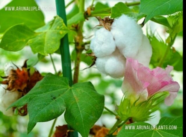 Kapu%20Pulun(Cotton)%20Ayurvedic%20Plant%20Seeds%20For%20Home%20Garden%20-%20Image%204