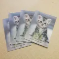 Cat and You Book About Cat How to Treat a Pet Book for Owners. 