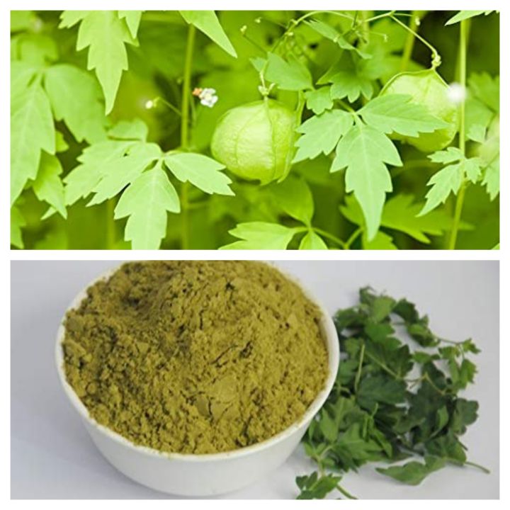 Fresh mudakathan powder ||  Balloon Vine Leaf Powder