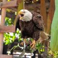 Fake Owl Realistic Decoration Owl Scarecrow Bird Scarer Fake Owl Statue Decoy for Garden Decor. 