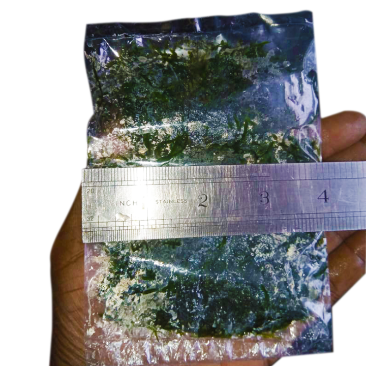 Java%20moss%20-%20Image%207