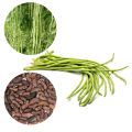 Long Bean Mas Mae Seeds මෑ බීජ 4g. 