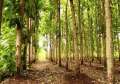 teak plant/wood plants/theakka. 