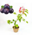 Uguressa, Katulovi, DikPatana, WalDivul plants. 