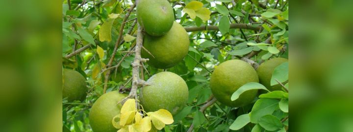 Organic orange peni dodam (PENI DODAM) seeds for home garden | Daraz.lk