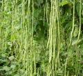 Yard Long Bean Gannoruwa A9 Seeds, 3g. 