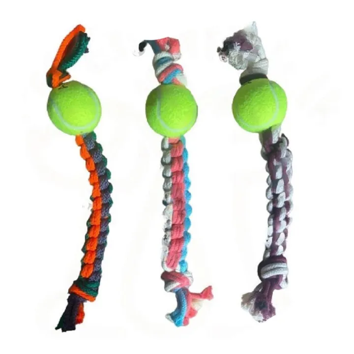 Dog Playing Toy