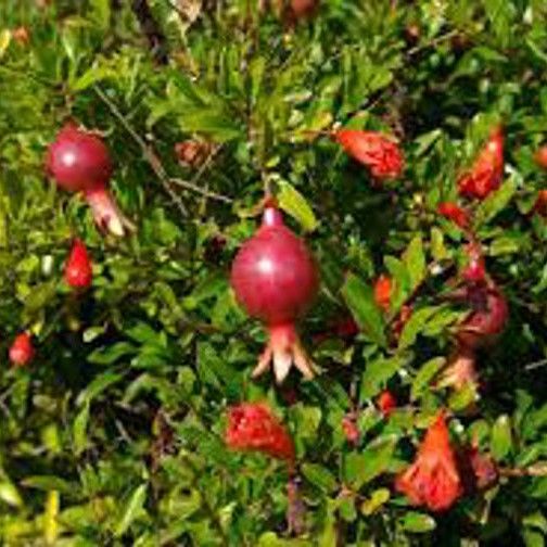 promaganate%20plant/delum%20plant/%20fruit%20plants%20-%20Image%202