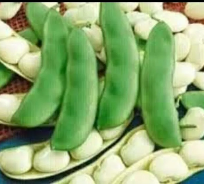 Halmasso%20Dambala%20/%20Pothu%20Dambala%20Seeds%20-%20Image%203