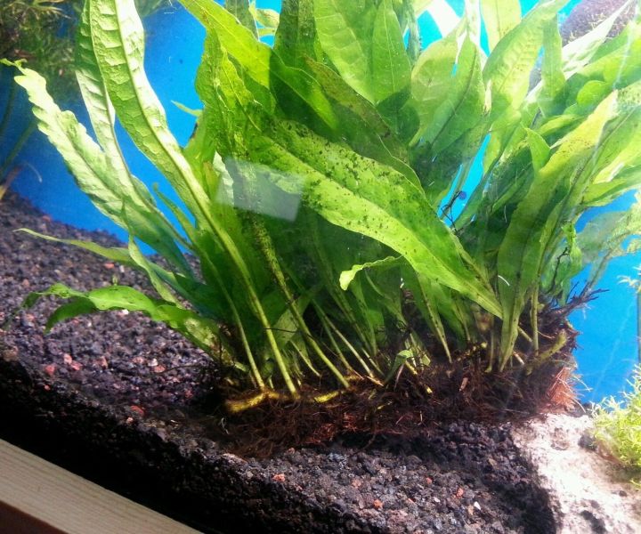 Java%20Fern/Large%20size/Aquarium%20live%20plants/Aqua%20scaping/Live%20plants%20-%20Image%209