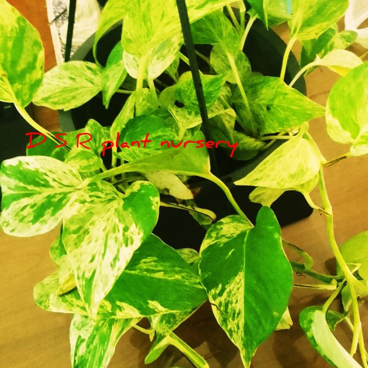 lucky%20plant%20/poths/big%20poths%20plant/%20plant%20-%20Image%202