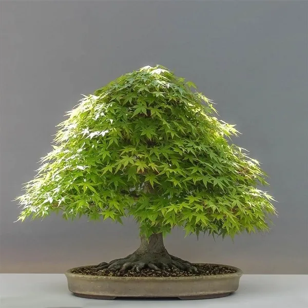 50pcs/ Bag Mix Bonsai Blue Maple Tree Seeds Bonsai Tree Seeds. Rare Japanese Sky Blue (flower Decoration Plant Seeds Vegetable Fruit Gardening Deco Bonsai Seed Gardening - Seeds for Flowers and Herbs)