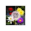 Lotus seeds 4 colours pack (12 seeds) beautiful home garden.. 