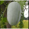 Puhul Seeds For Home Garden. 