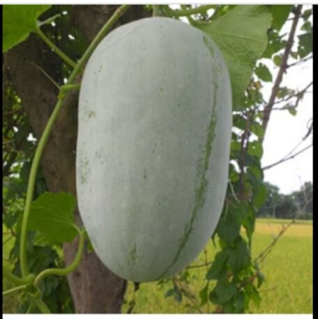 Puhul Seeds For Home Garden