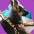 Dog  harness and leach/ 10 to 25kg weight  range.. 