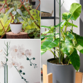 Monstera Plant Support Clips Ties Set Plant Support Stakes Moss Pole for Indoor Plants Green. 