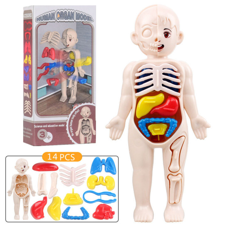 DENOSWIM Kid Montessori 3D Puzzle Human Body Organ Model DIY Assembled ...