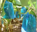 Banana protection plastic bag (50 BAGS) bunch cover 20 micron blue. 