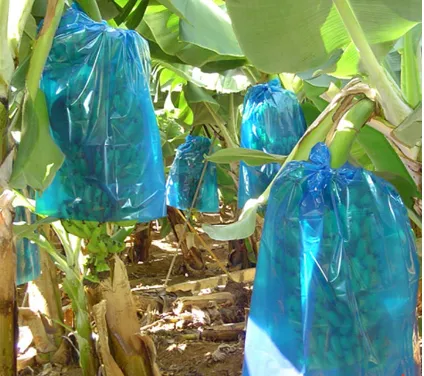 Banana%20protection%20plastic%20bag%20(50%20BAGS)%20bunch%20cover%2020%20micron%20blue%20-%20Image%202