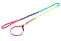 Pet Dog Leash Lead with Rainbow Colors Colorful for Small and Mediume Dogs. 