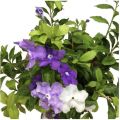 Yesterday Today and Tomorrow Flower plant. 