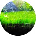 Dwarf Hairgrass  Aquarium Plant | Fast-Growing Carpet Aquatic Plant for Freshwater Tanks | Ideal for Aquascaping & Natural Decor | Easy to Grow & Maintain | Healthy Live Plants in Sri Lanka | SAPLING CLOUD Official Store. 