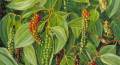 Organic Fertilizer for Black Pepper Gammiris Pohora ගම්මිරිස් පොහොර 1.5kg. 