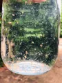Daphnia Culture for Little Fish. 