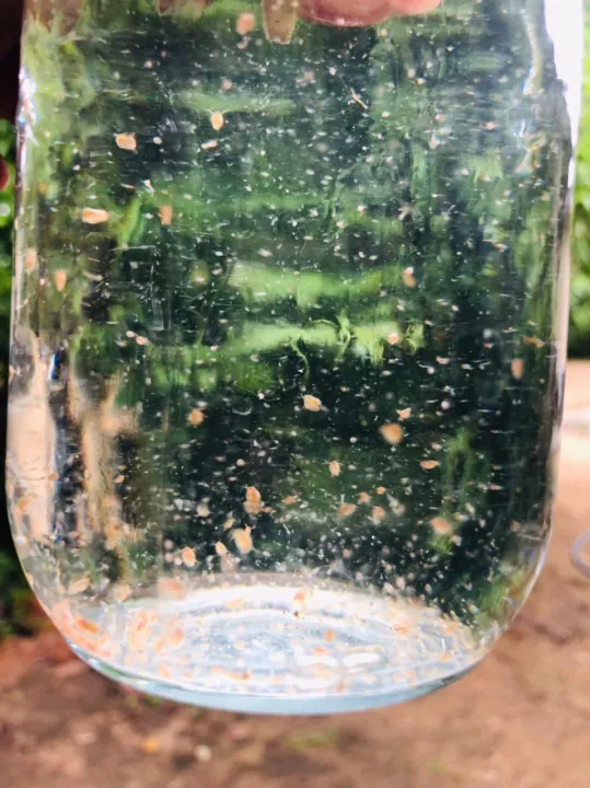 Daphnia Culture for Little Fish