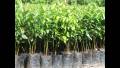Cinnamon Plant. 