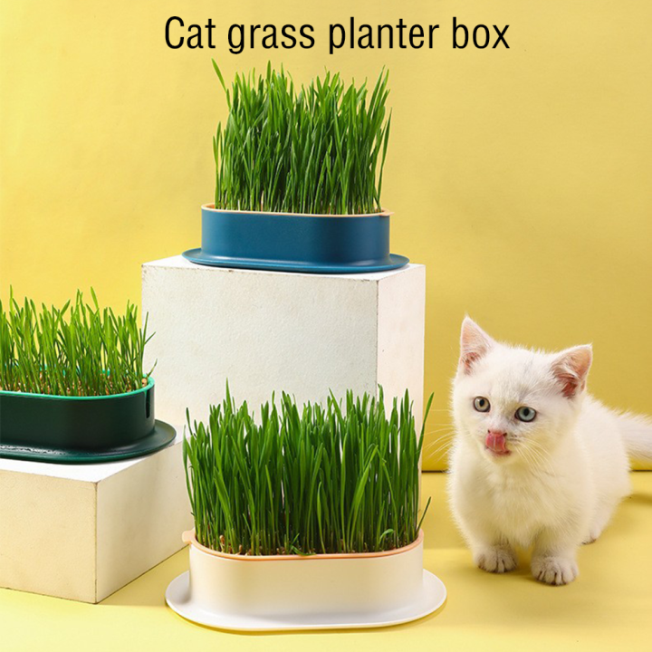 Cat Grass Cat Grass Box Set Pot Catgrass Planting Bowl Cat Cat Snack Cat Mint