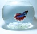 Small glass fish bowl 750ml(betta fish bowl). 