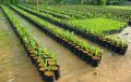 Pe Plastic Nursery Bags With Breathable Hole Thicken Permeable Growing Bags Garden Seedling Cultivation Transplanting Pot 5pcs. 