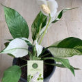 Peace Lilies - Live Plant, Indoor Plant. 