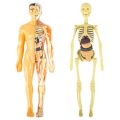 3D Human Body Anatomy Model Plastic DIY Skeleton Science Aids s. 