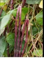 Red Long Beans/Rathu Me Karal Seeds. 