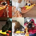 POPLAY Rubber Chicken/Squeeze Chicken Toy for Cats & Dogs. 