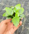 Anubias Nana/Medium size/Live aquatic plant/real plant/Aquascaping/Tank decoration. 